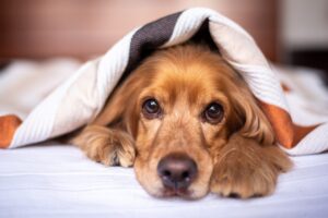 english-cocker-spaniel-g41e411072_1280